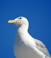 Close-up of a Seagull Isolated Against Clear Blue Sky