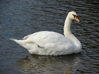 swan on lake