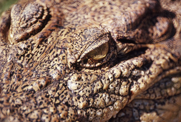 crocodile(crocodylus porosus)