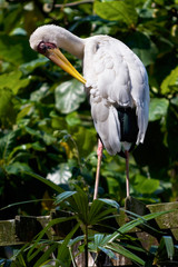 stork