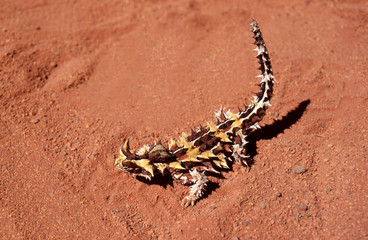 thorny devil (moloch horridus)