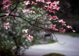 dogwood, brooklyn botanic garden