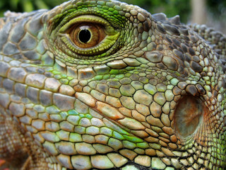 Fototapeta premium tête et oeil d'iguane