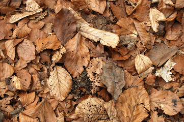 leaves texture #3