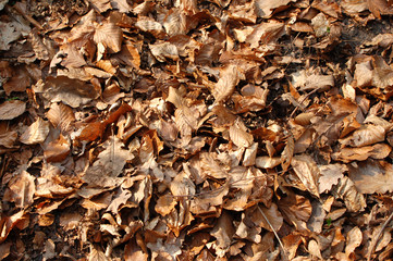leaf background #4