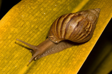 snail