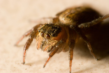 jumping spider