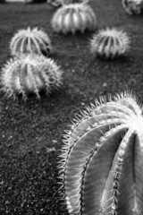 lanzarote - cactus garden