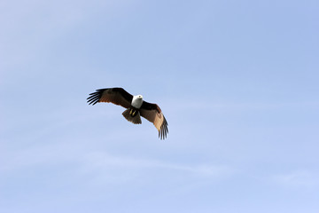 eagle