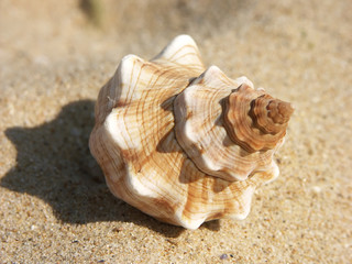 seashell