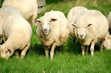 schafe © Otmar Smit