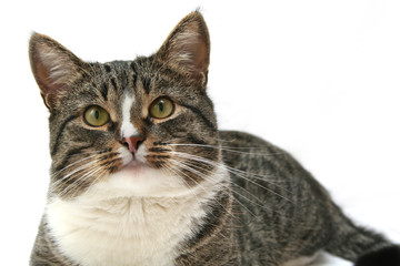 Fototapeta premium cat