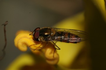 hover fly on flower