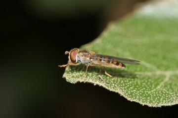 hover fly