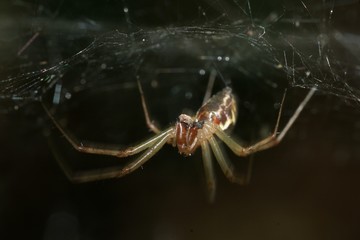 tunnel webb spider