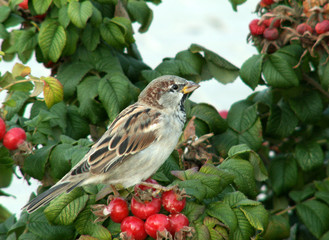 sparrow