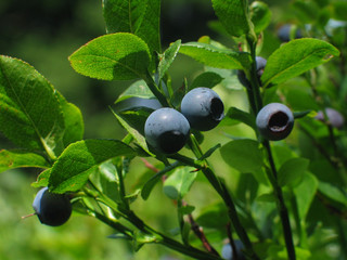 blueberry fields forever...