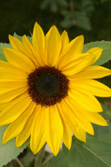 Obraz premium sunflower