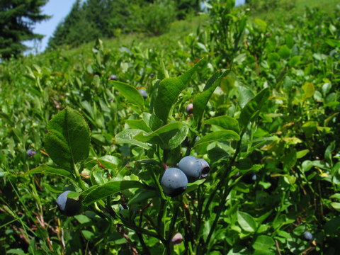 blueberry fields forever...