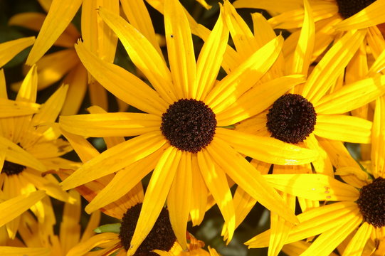Fototapeta black-eyed susan