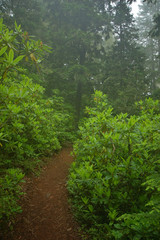 pacific northwest rainforest