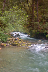 Obraz premium rzeka w lesie