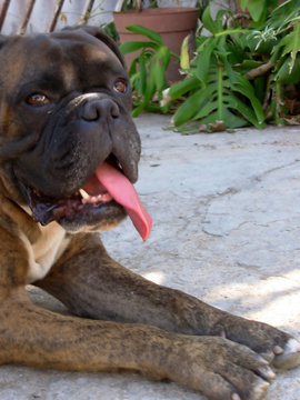 dog (boxer)
