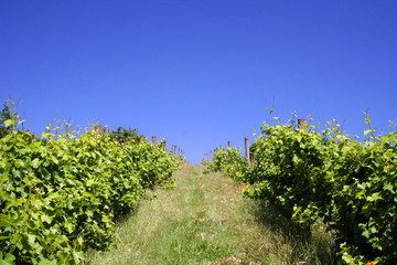 Fototapeta na wymiar winnicy wzgórzu w lecie