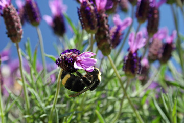 bee on flower
