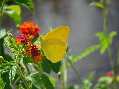 lemon yellow butterfly