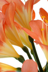Obraz premium clivia flowers closeup