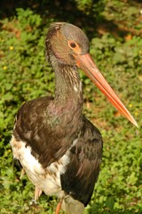 Obraz na płótnie Canvas black stork