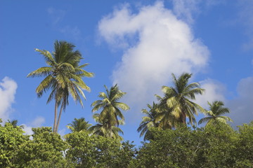 palm trees