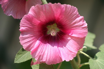 rose tr&eacute;mi&egrave;re