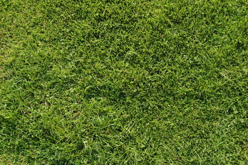 gras