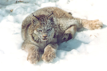lynx