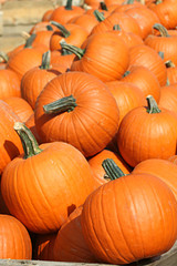 mandarin kürbis