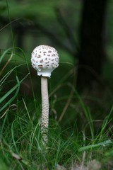 an edible mushroom