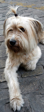 perro lazo 02