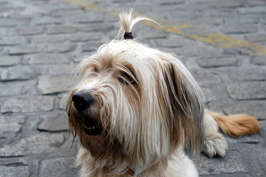 perro lazo 03