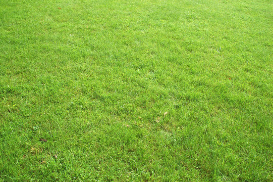 grass background #2