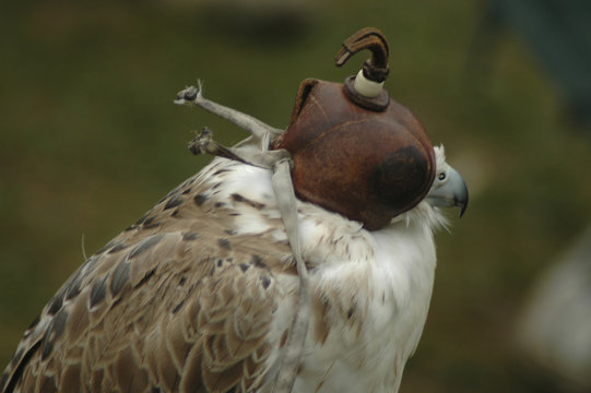 Falconry Mask