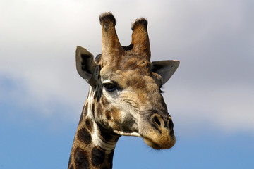 giraffen portrait