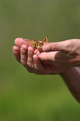 man holding a grasshopper