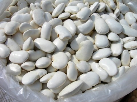 white great-granular bean