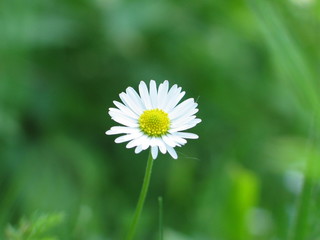 g&auml;nsebl&uuml;mchen