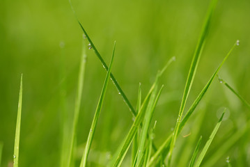dew on the grass