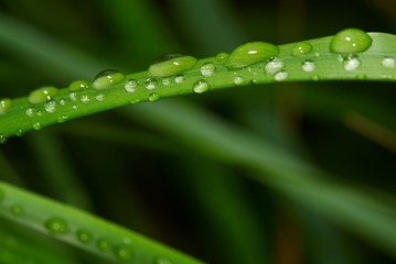 dew on the grass