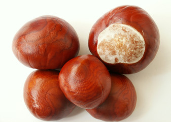 chestnut