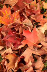 autumn maples